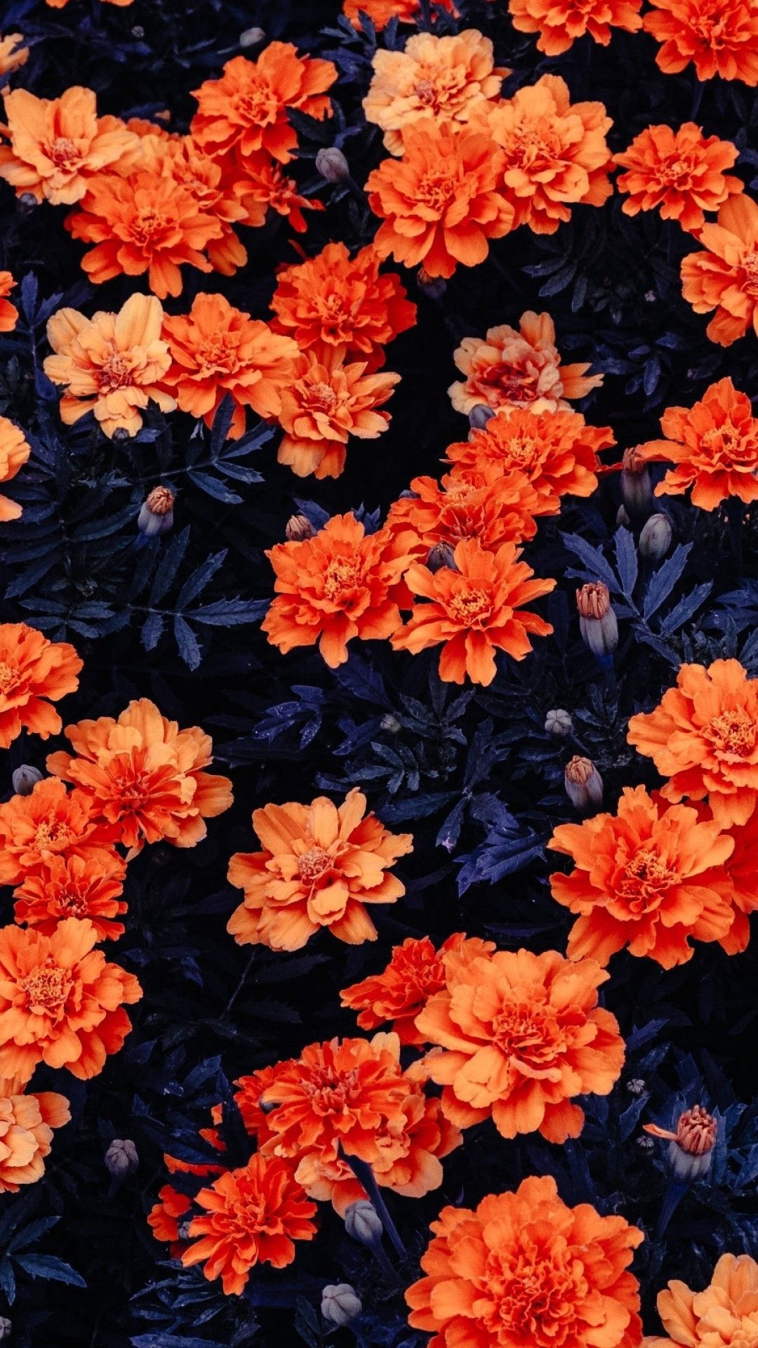 Orange Floral Iphone Wallpapers