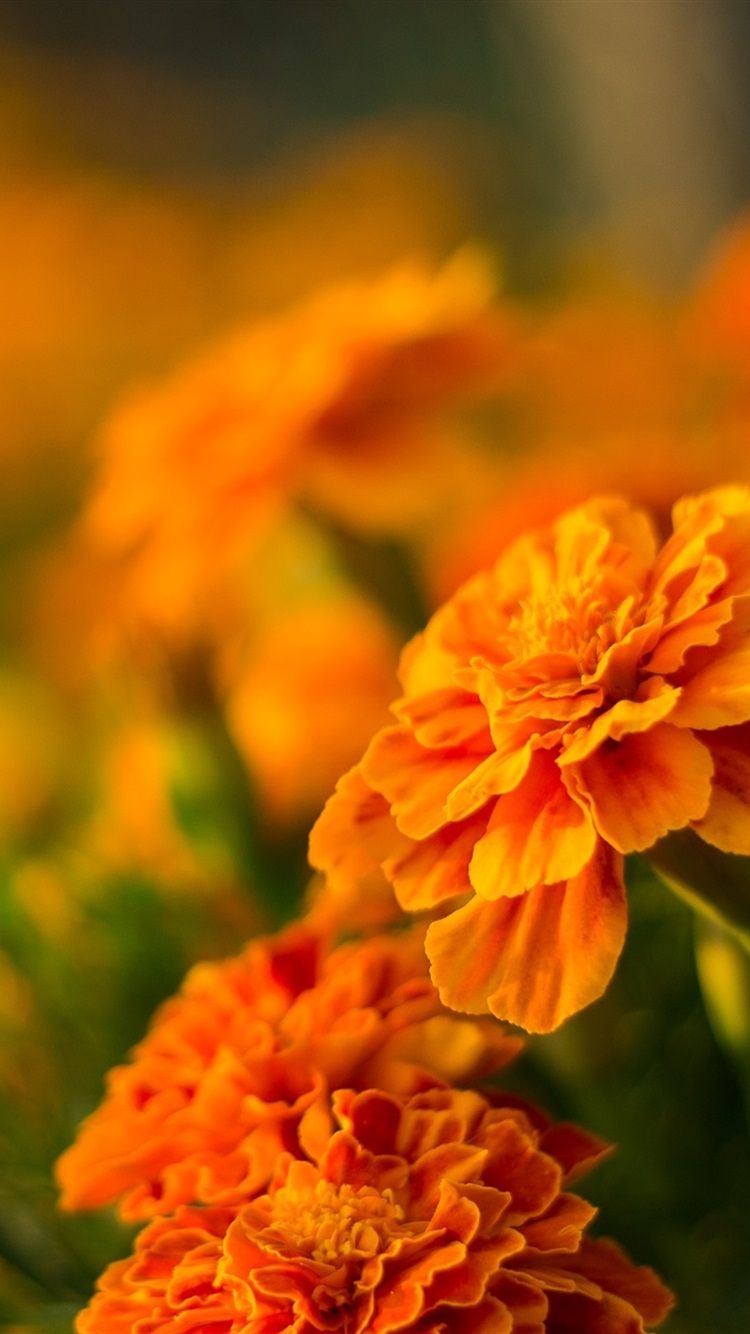 Orange Floral Iphone Wallpapers