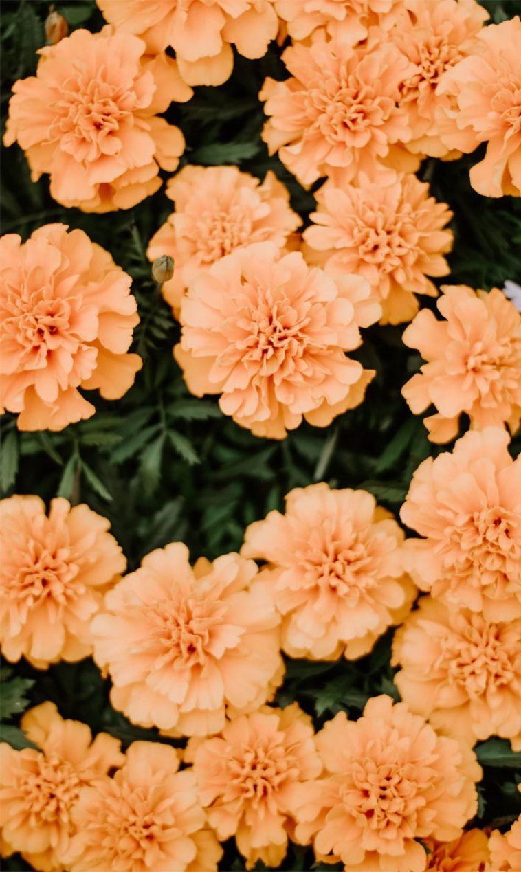 Orange Floral Iphone Wallpapers