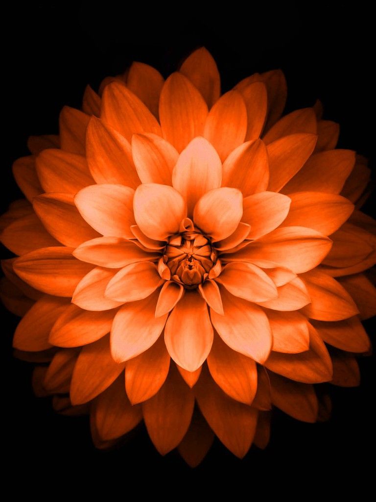 Orange Floral Iphone Wallpapers