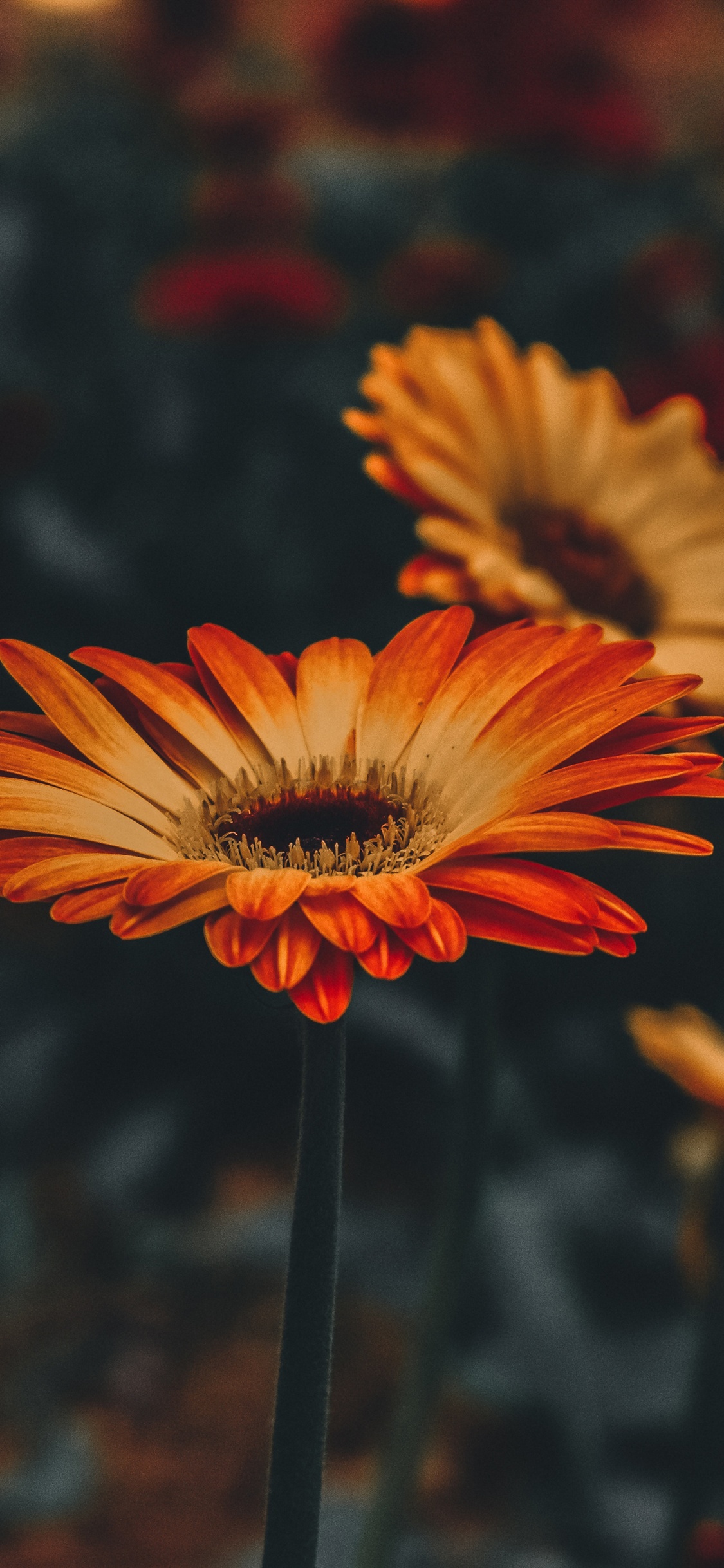 Orange Floral Iphone Wallpapers