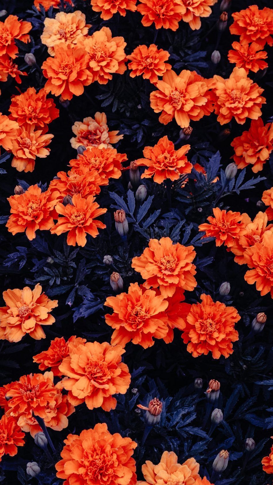 Orange Floral Iphone Wallpapers