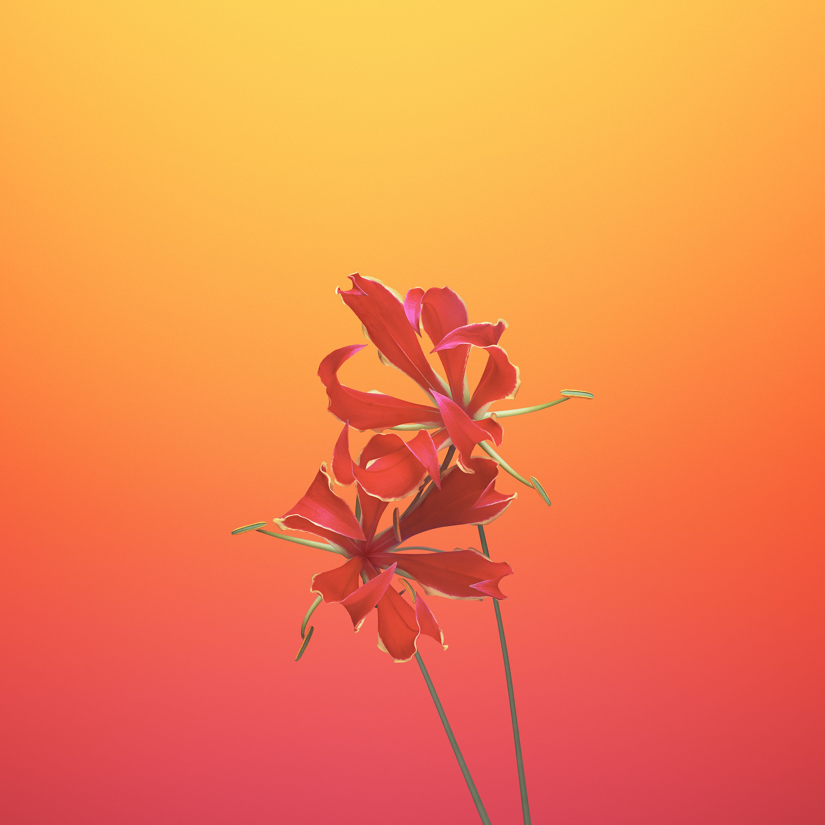 Orange Floral Iphone Wallpapers