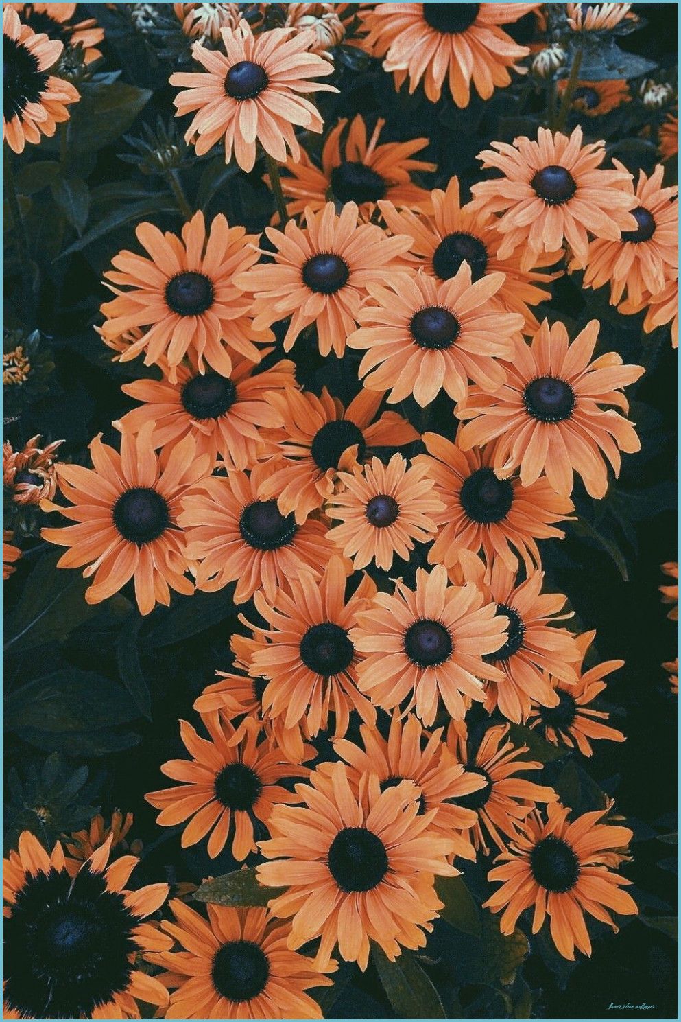 Orange Floral Iphone Wallpapers