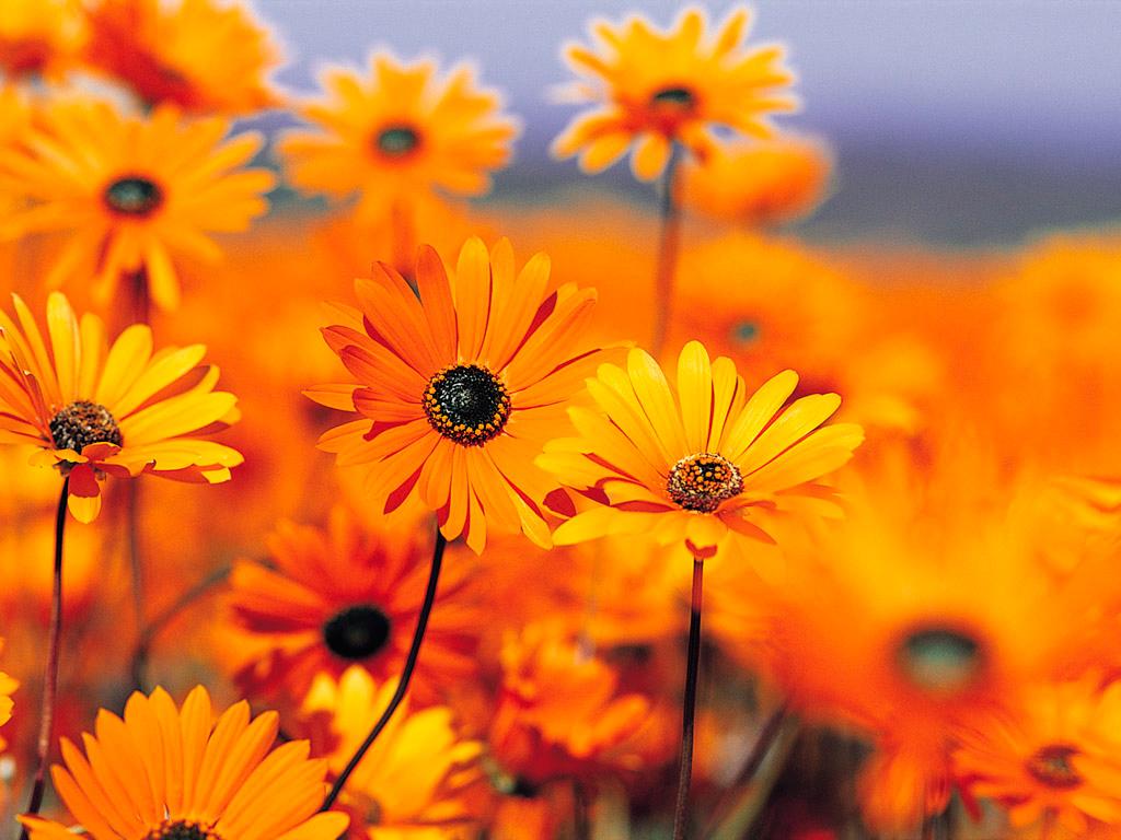 Orange Floral Wallpapers