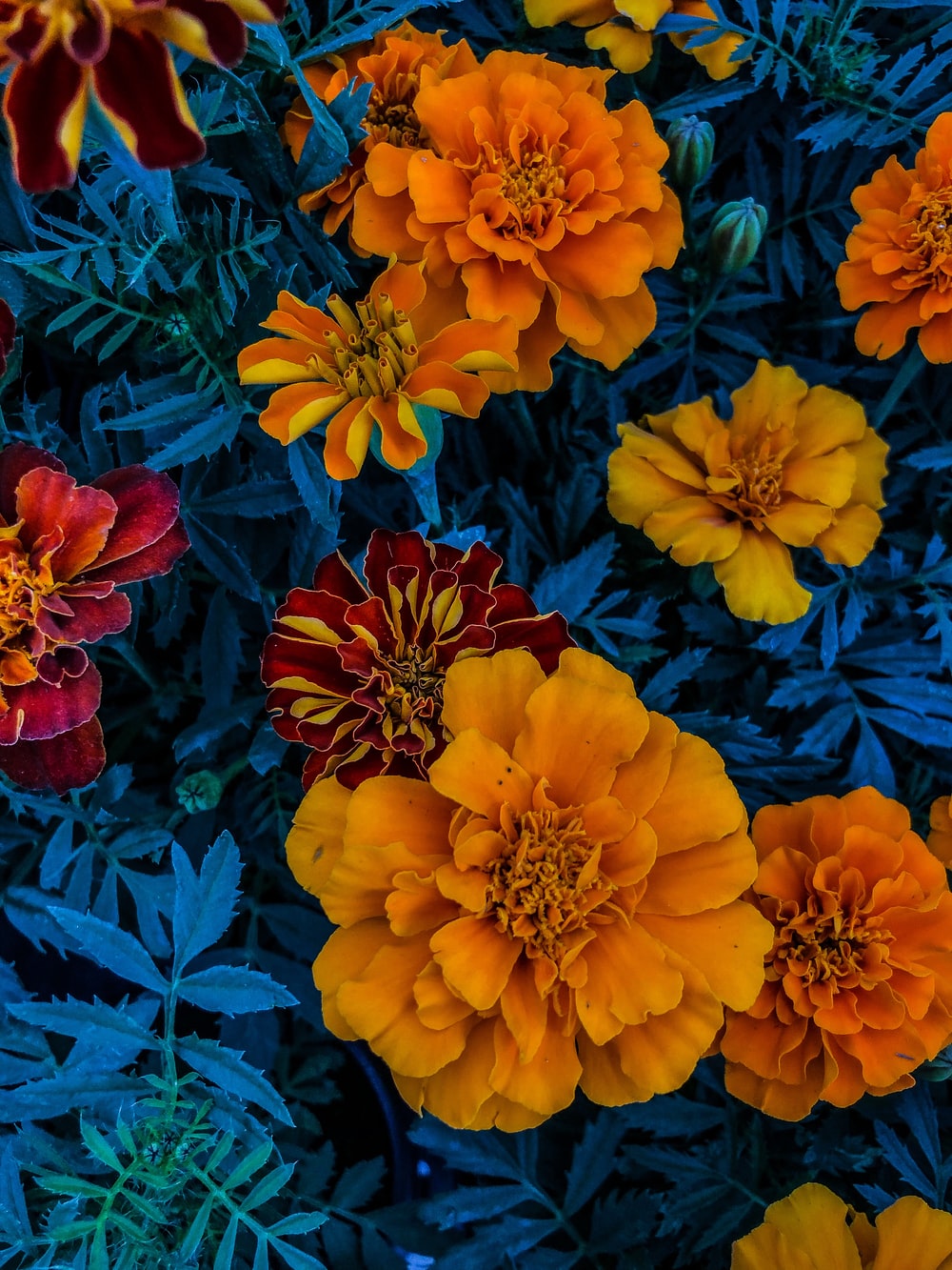 Orange Floral Wallpapers