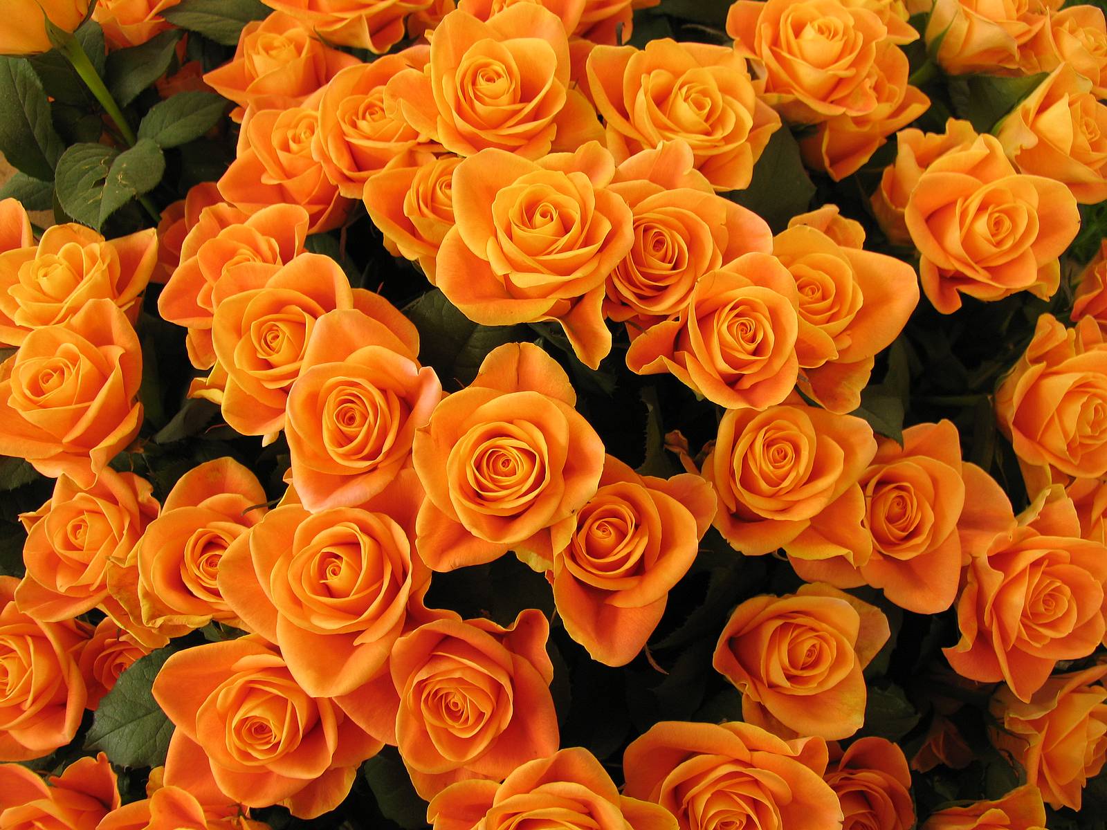 Orange Floral Wallpapers