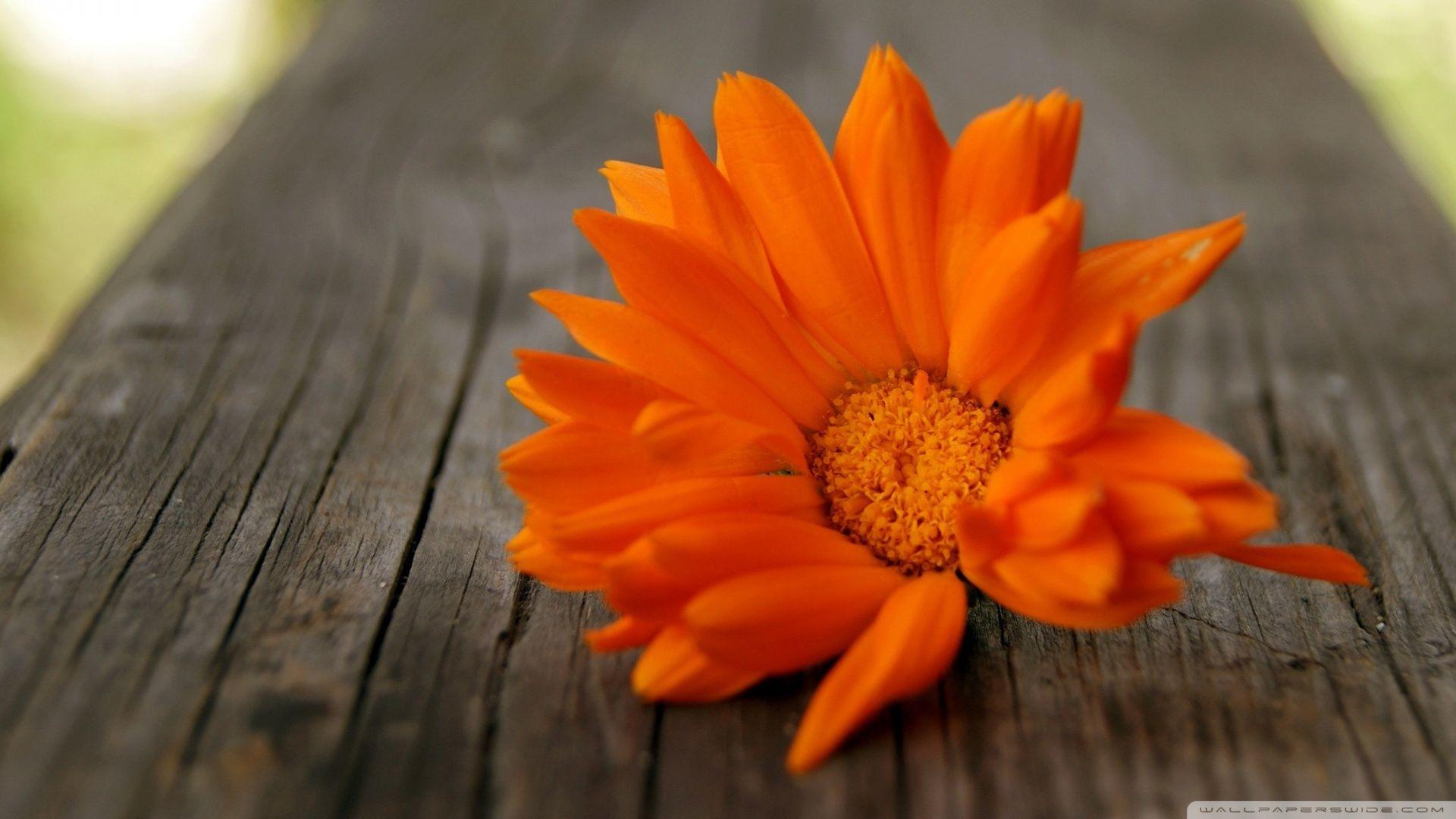 Orange Floral Wallpapers