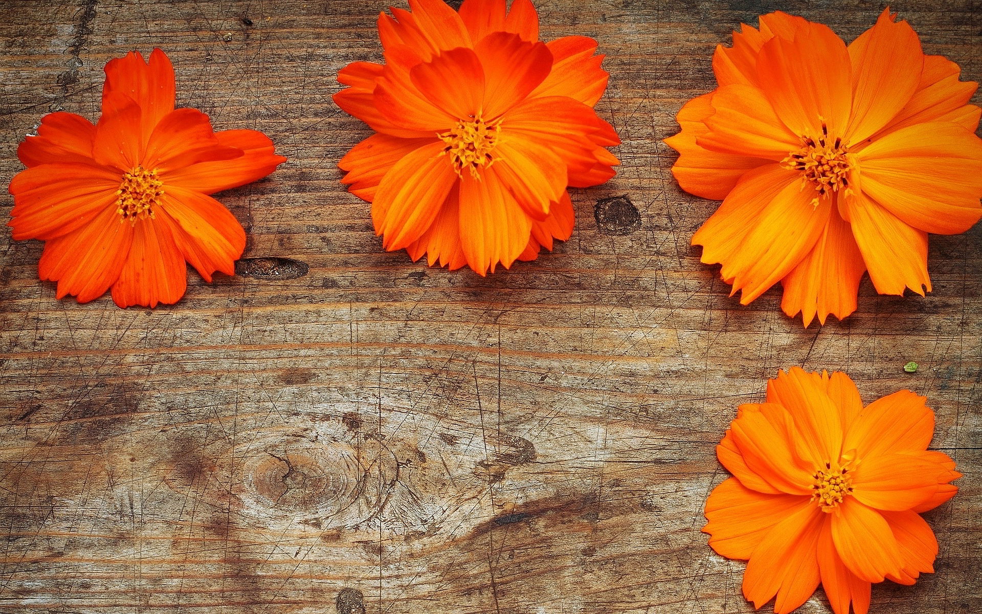 Orange Floral Wallpapers