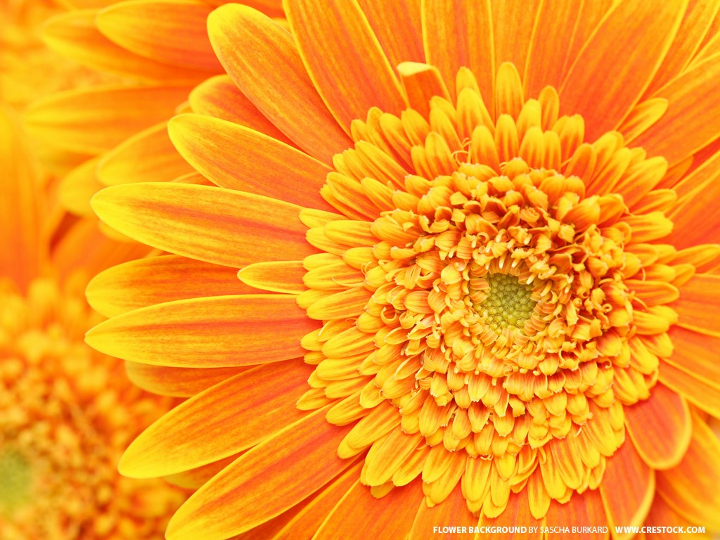 Orange Floral Wallpapers