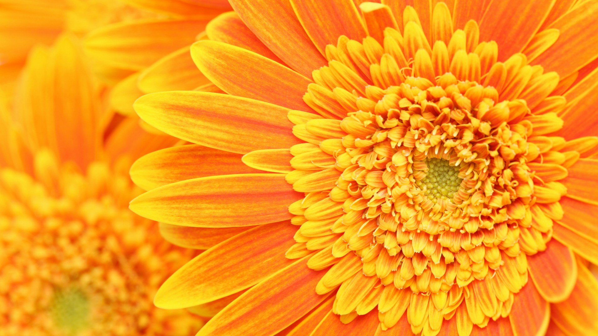 Orange Floral Wallpapers