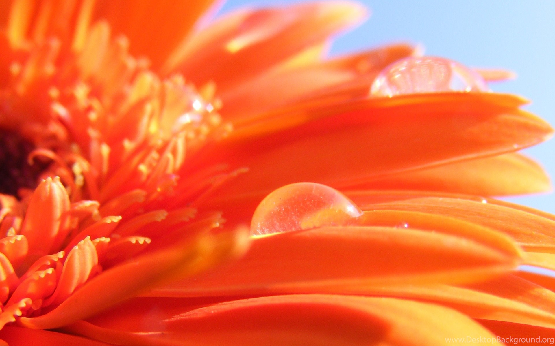 Orange Floral Wallpapers