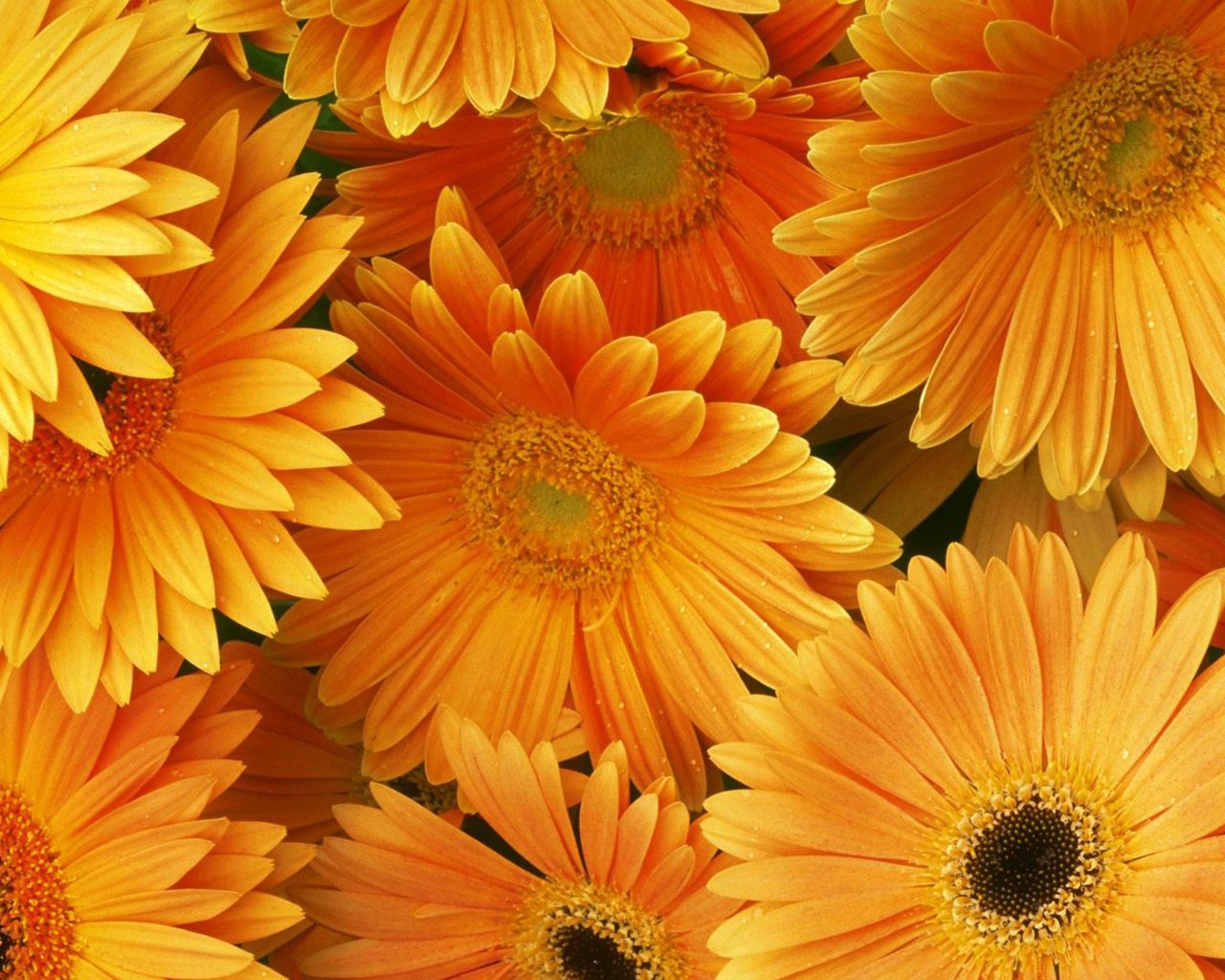 Orange Floral Wallpapers