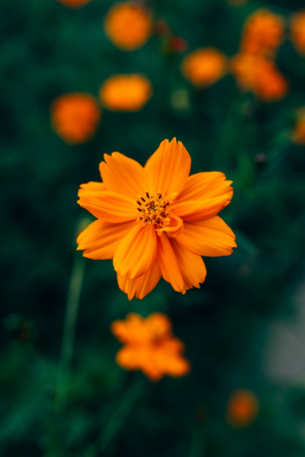 Orange Floral Wallpapers