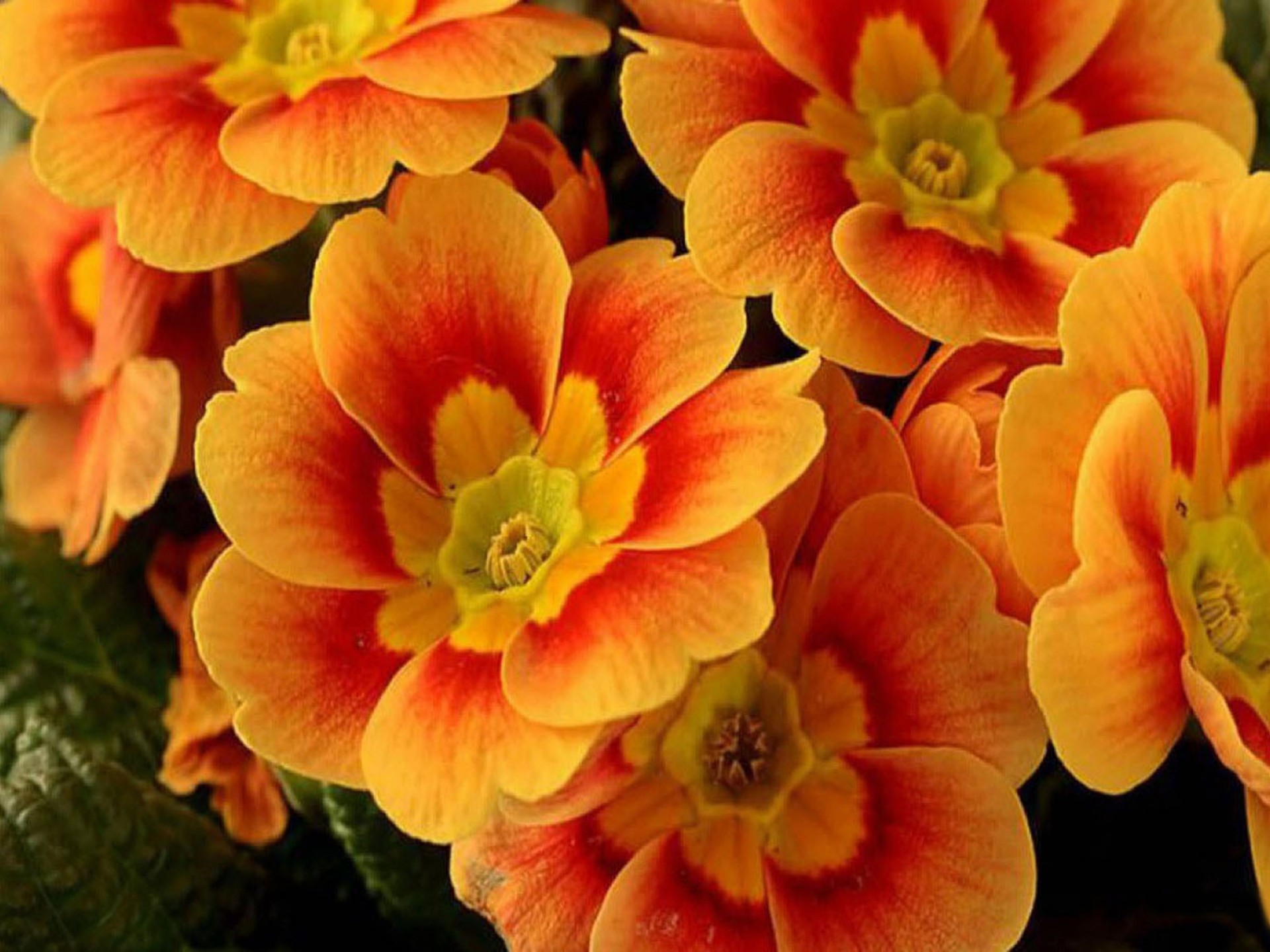 Orange Floral Wallpapers