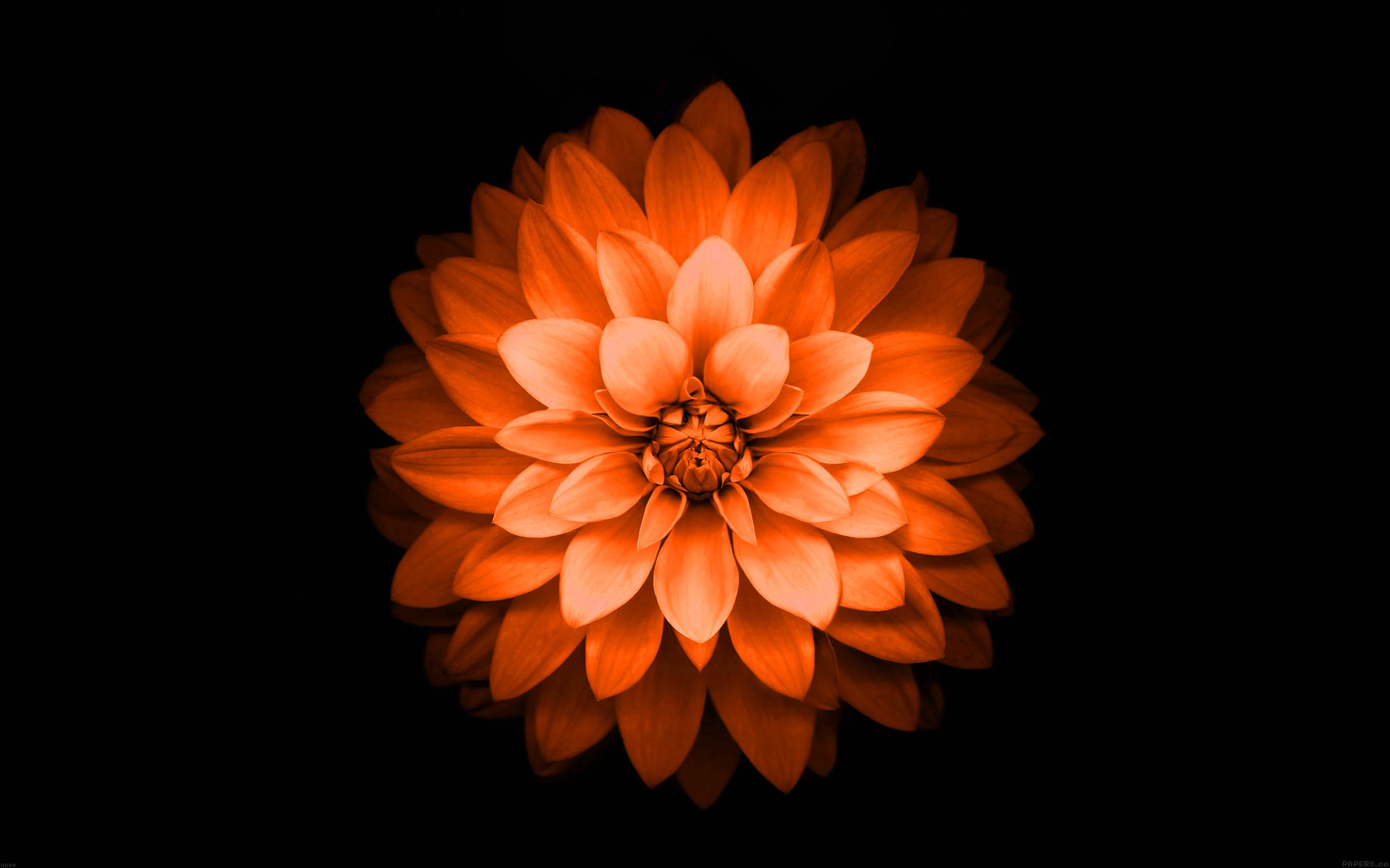 Orange Flower Iphone Wallpapers