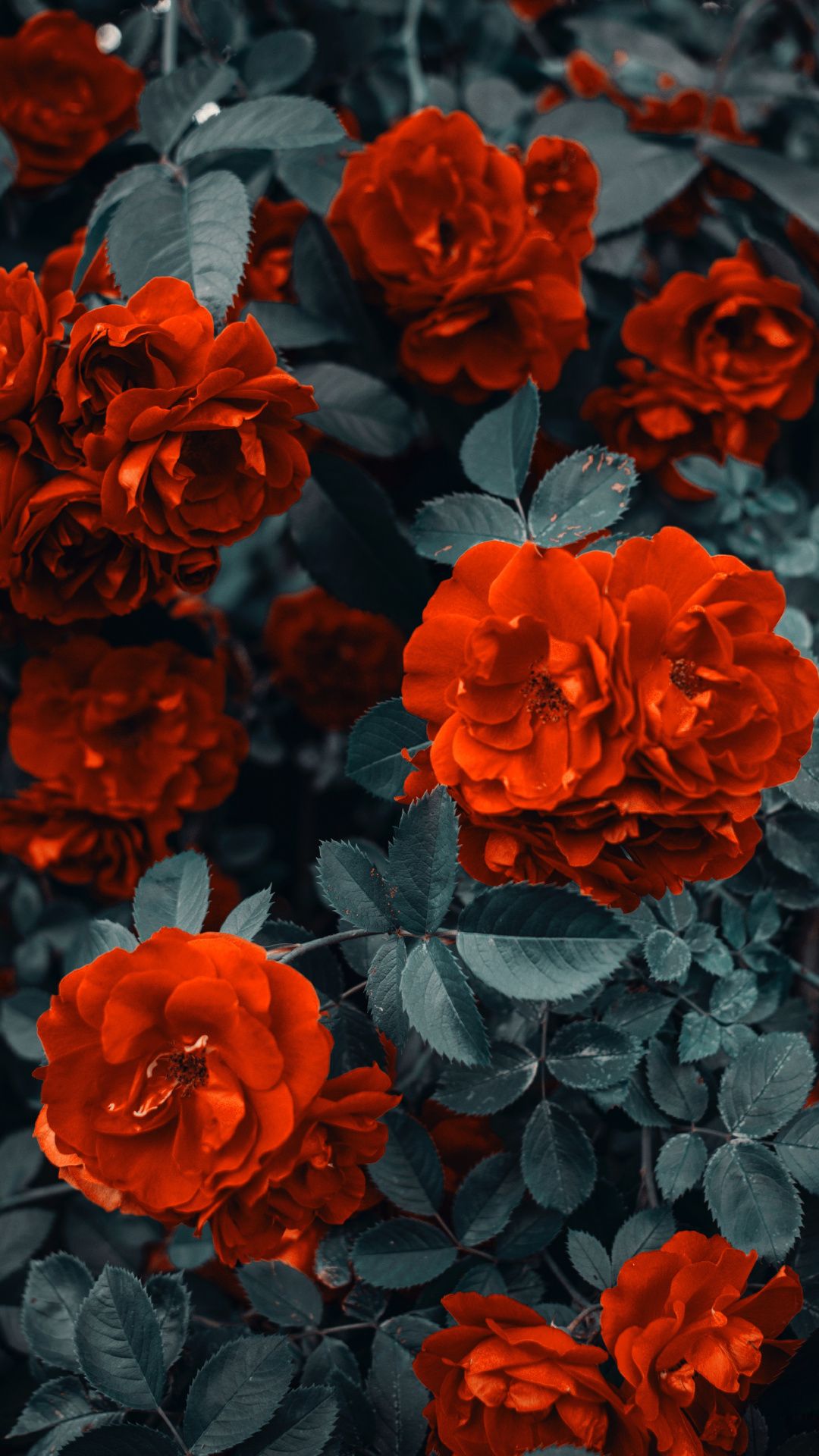 Orange Flower Iphone Wallpapers