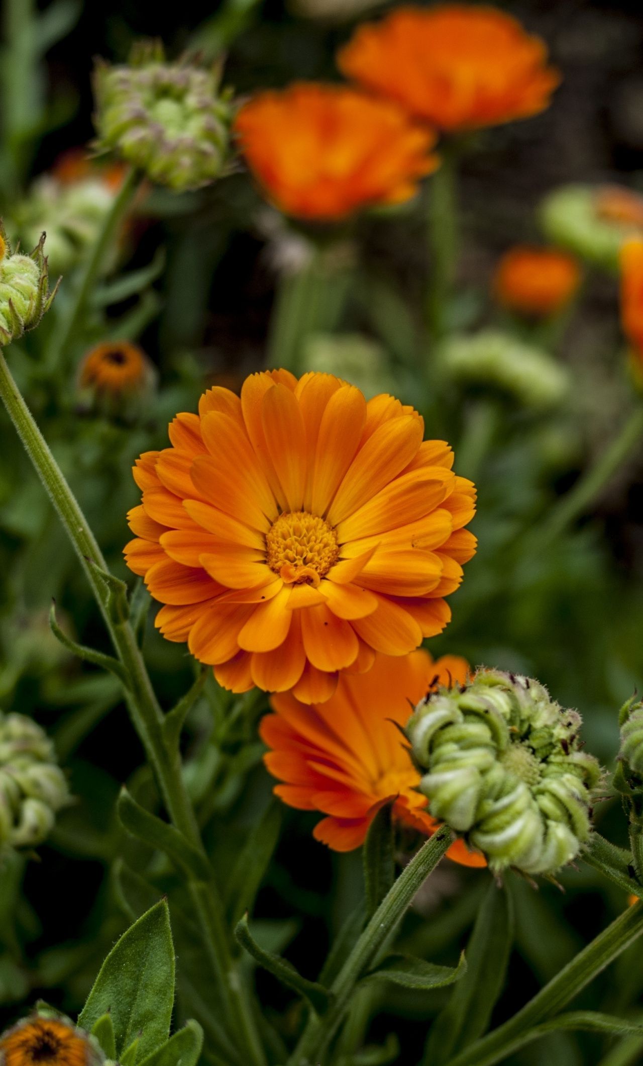 Orange Flower Iphone Wallpapers