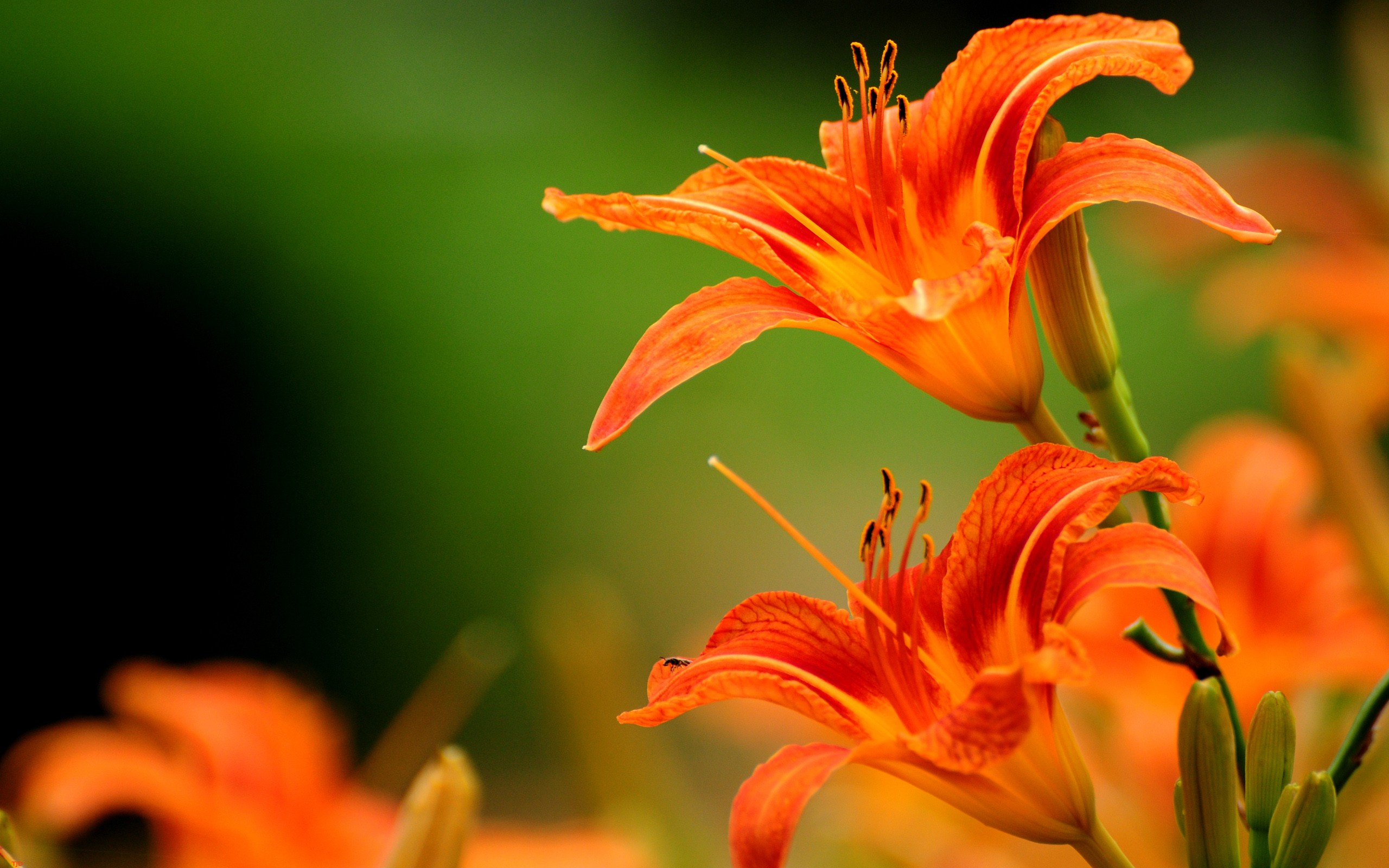 Orange Flowers Wallpapers