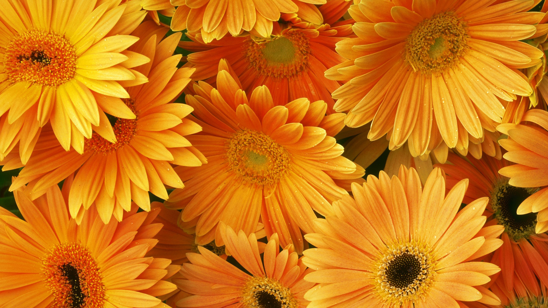 Orange Flowers Wallpapers