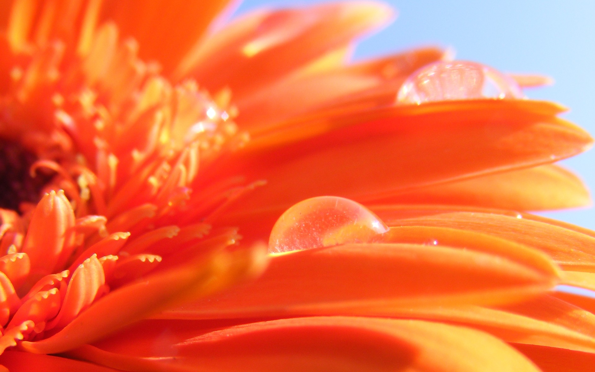 Orange Flowers Wallpapers