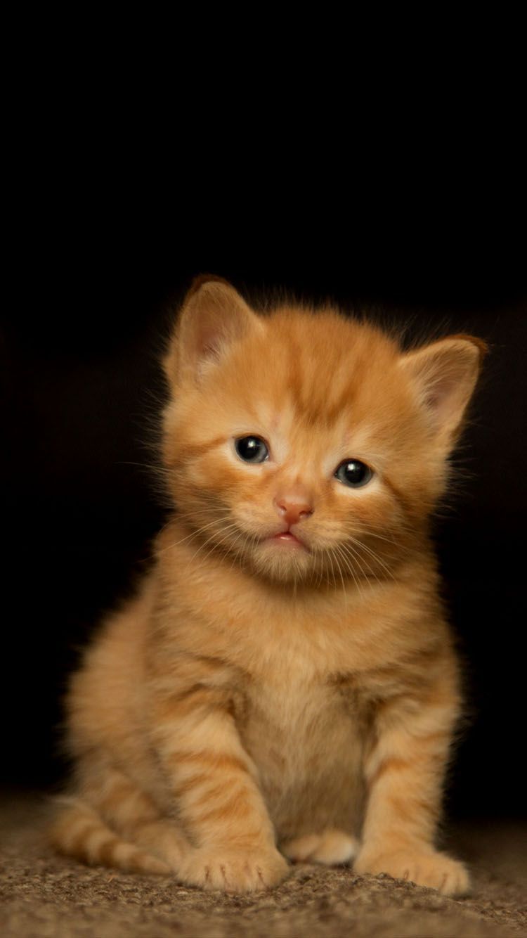 Orange Kitten Wallpapers