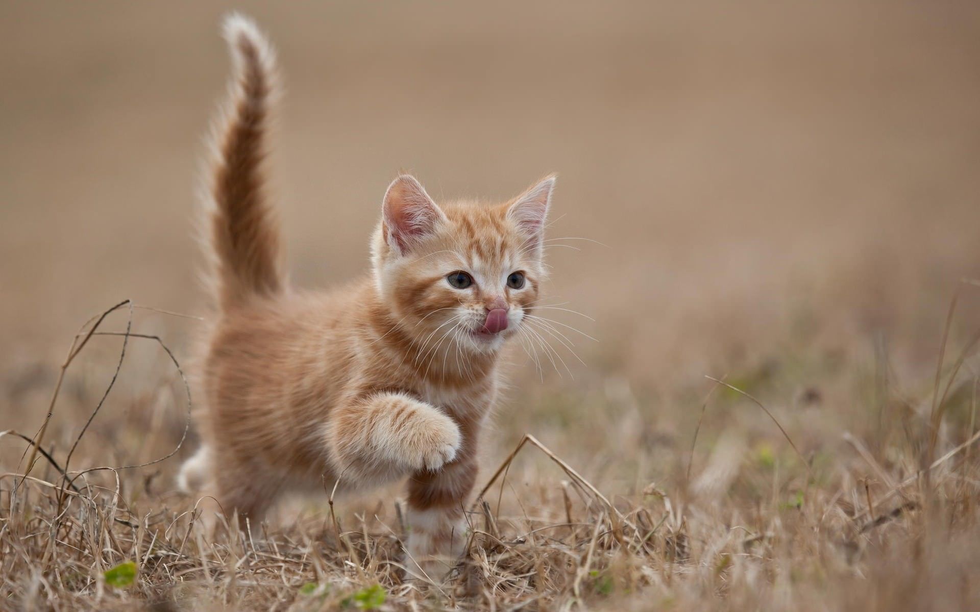 Orange Kitten Wallpapers