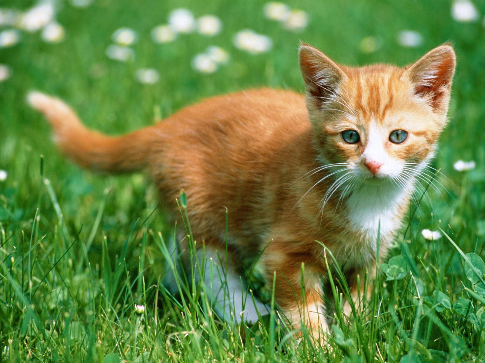 Orange Kitten Wallpapers