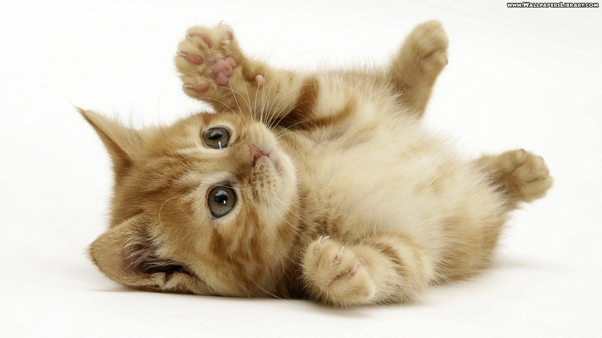 Orange Kitten Wallpapers