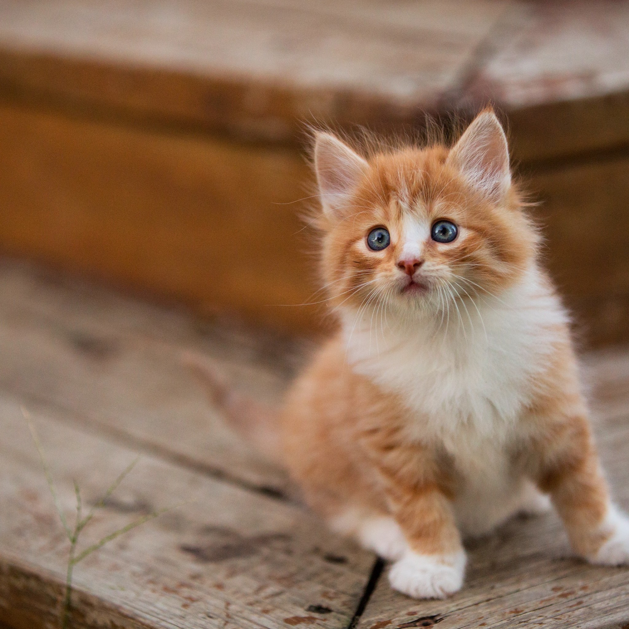 Orange Kitten Wallpapers