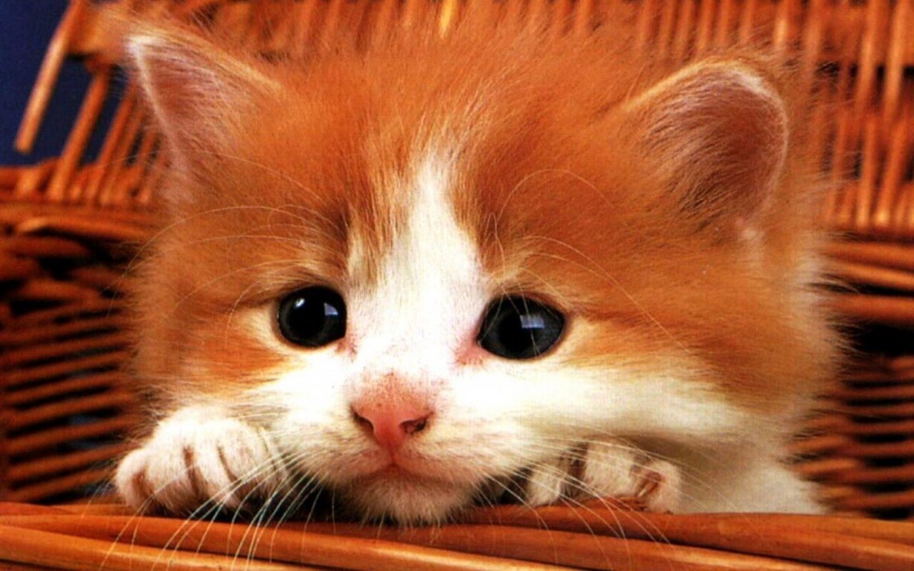 Orange Kitten Wallpapers