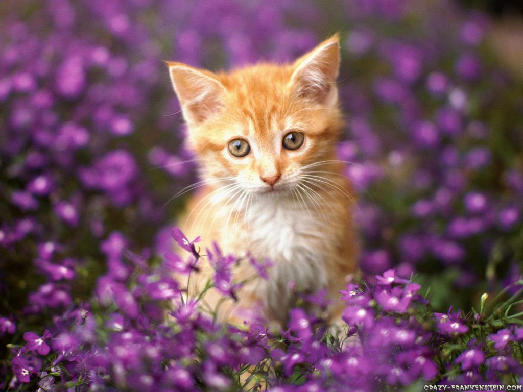 Orange Kitten Wallpapers