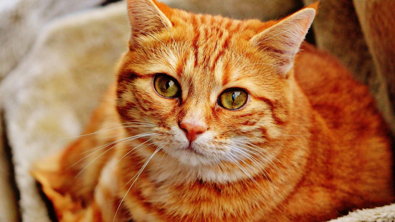 Orange Kitten Wallpapers