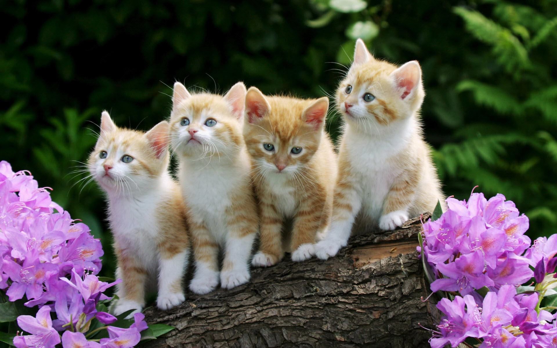 Orange Kitten Wallpapers