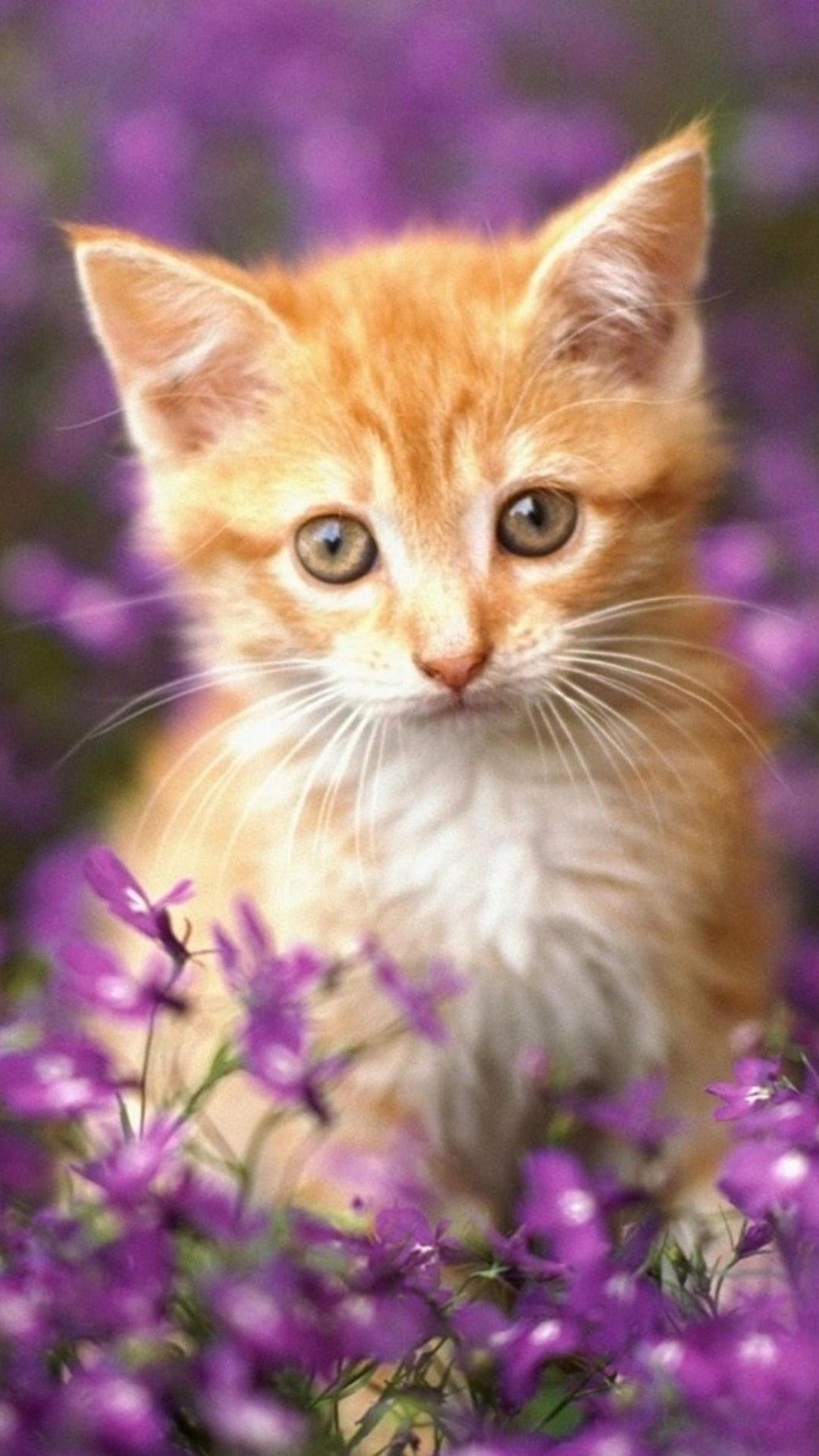 Orange Kitten Wallpapers