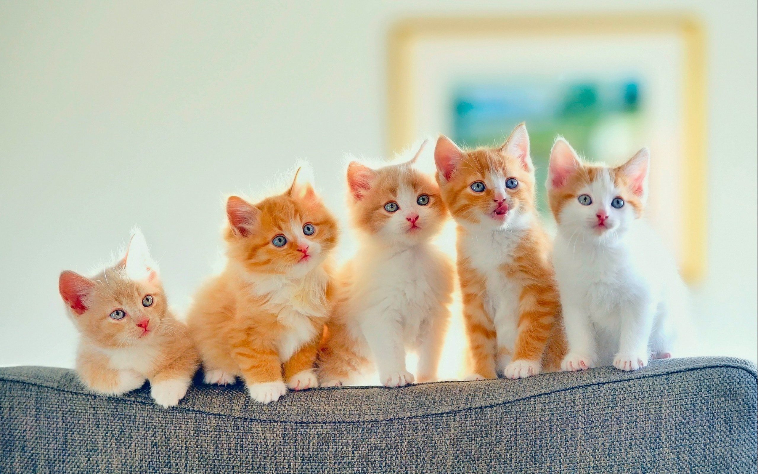 Orange Kitten Wallpapers