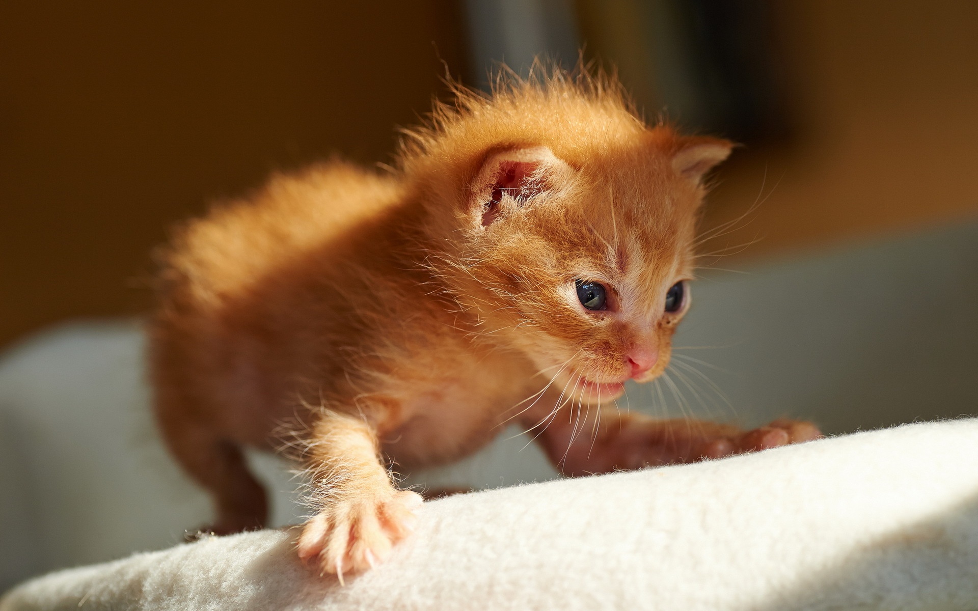 Orange Kitten Wallpapers