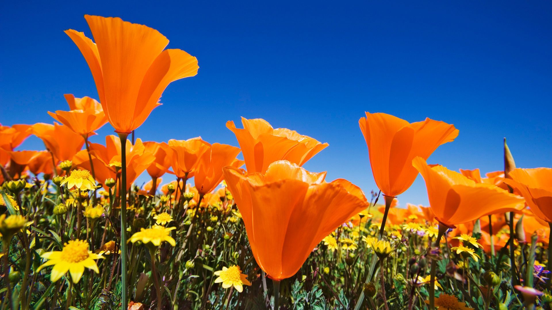 Orange Poppy Wallpapers