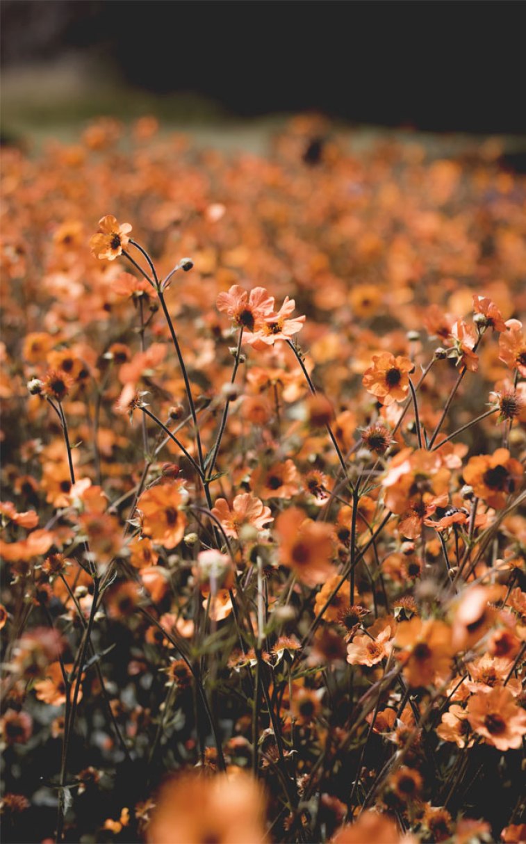 Orange Poppy Wallpapers