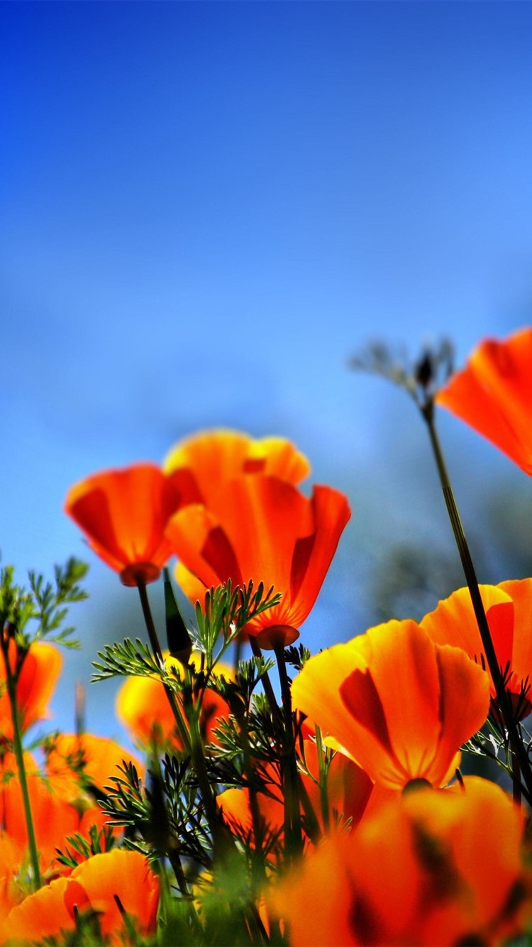 Orange Poppy Wallpapers