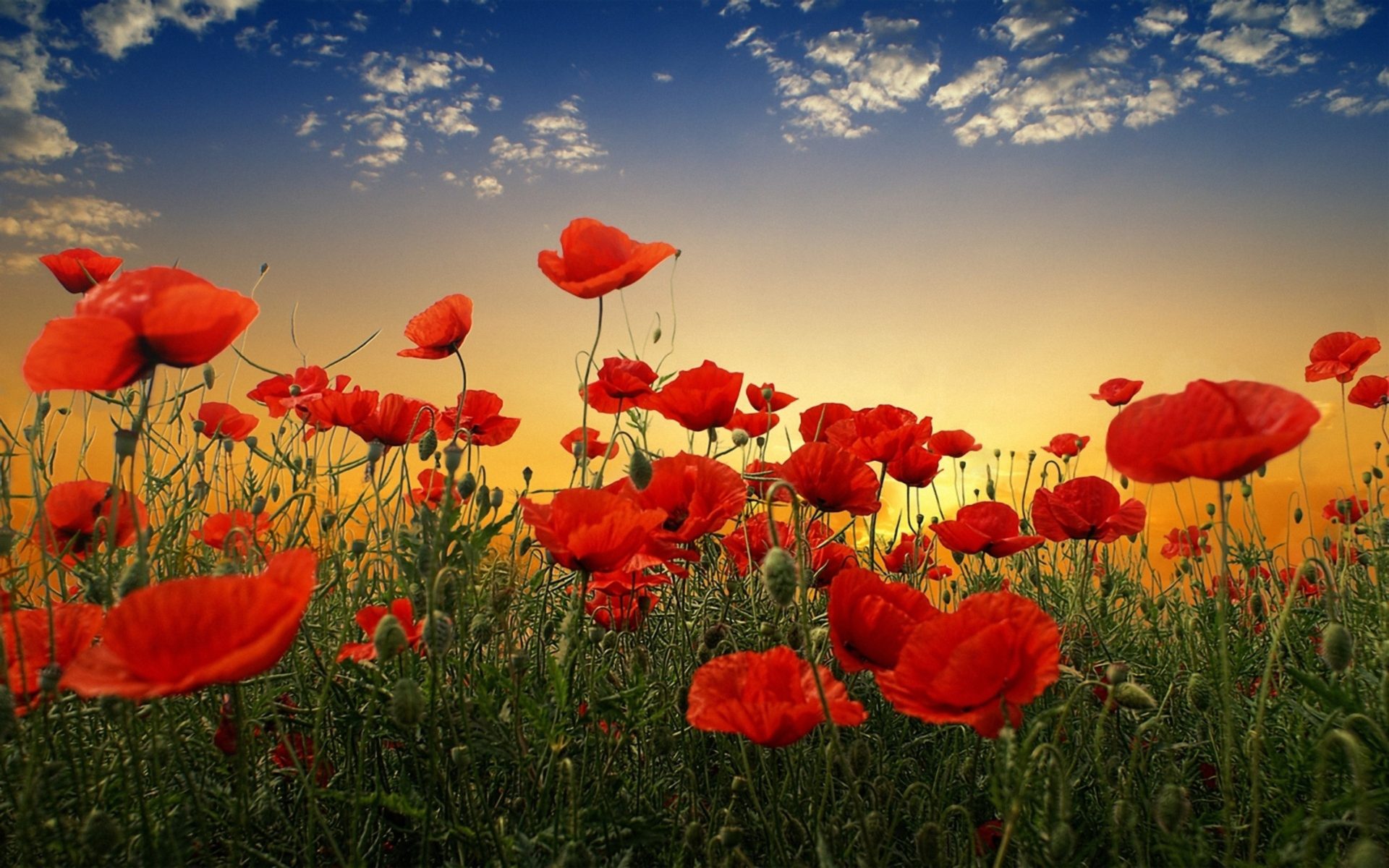 Orange Poppy Wallpapers