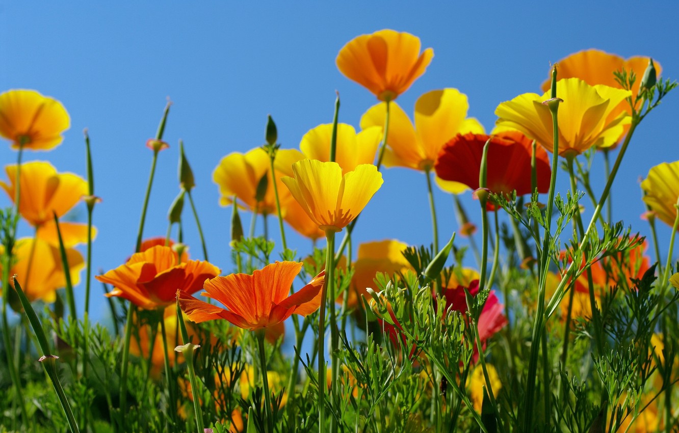 Orange Poppy Wallpapers