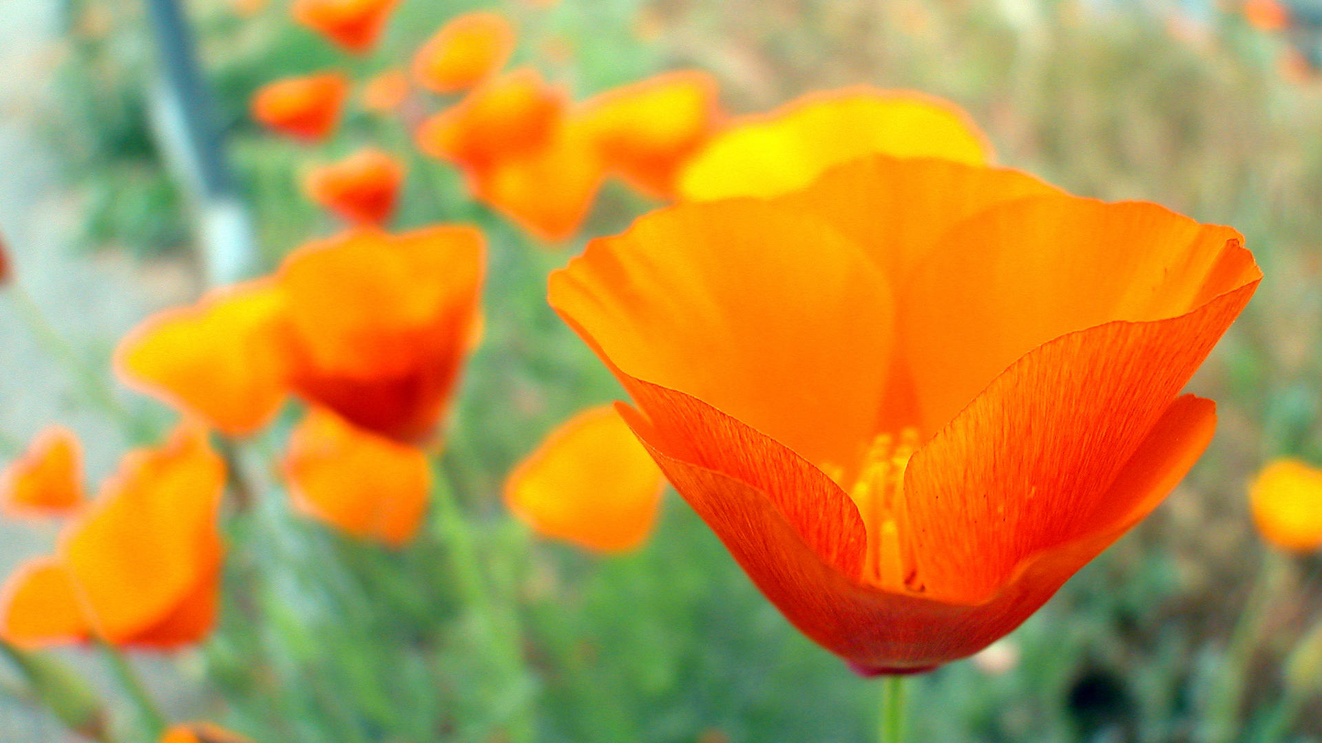 Orange Poppy Wallpapers