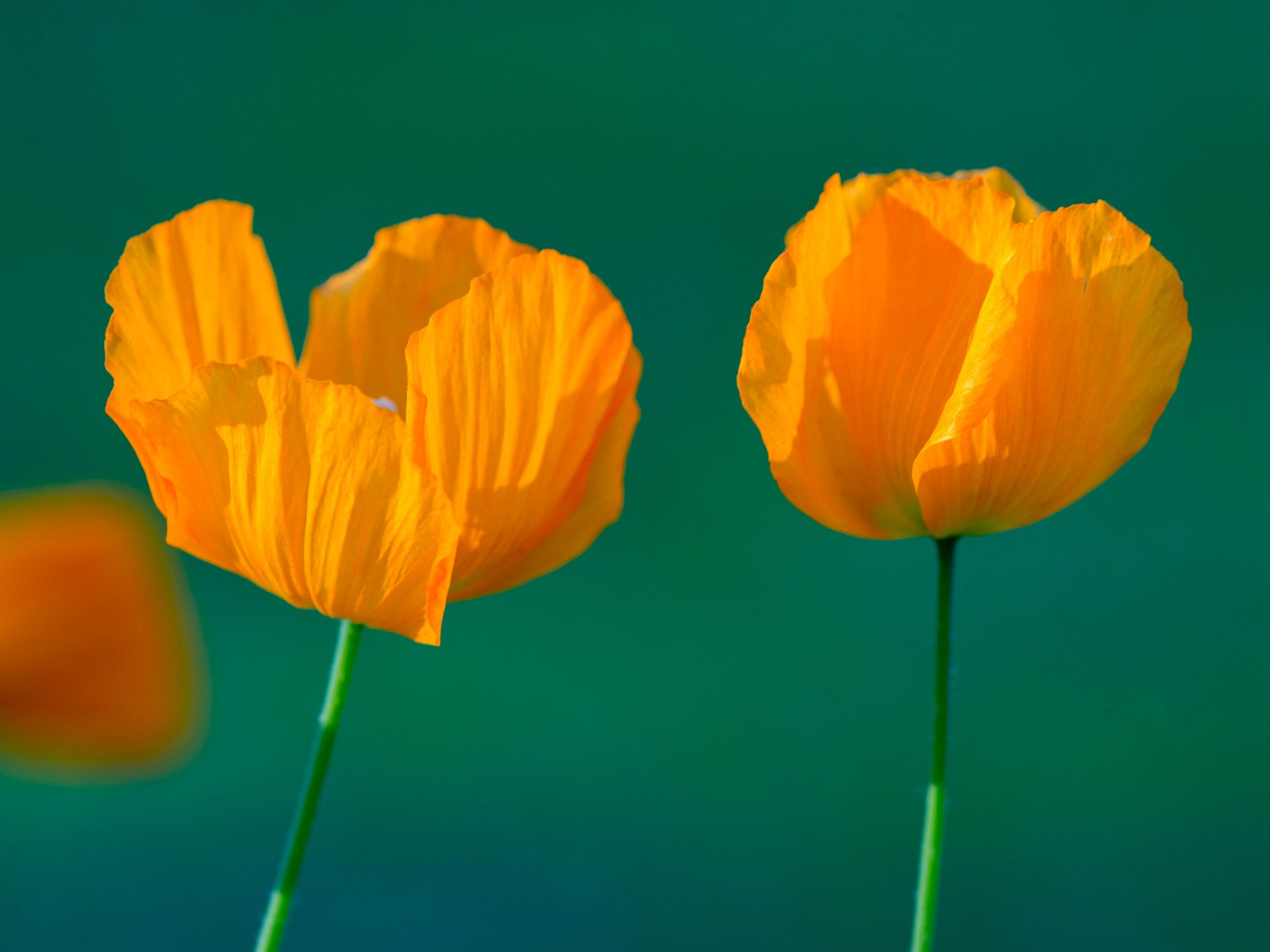 Orange Poppy Wallpapers