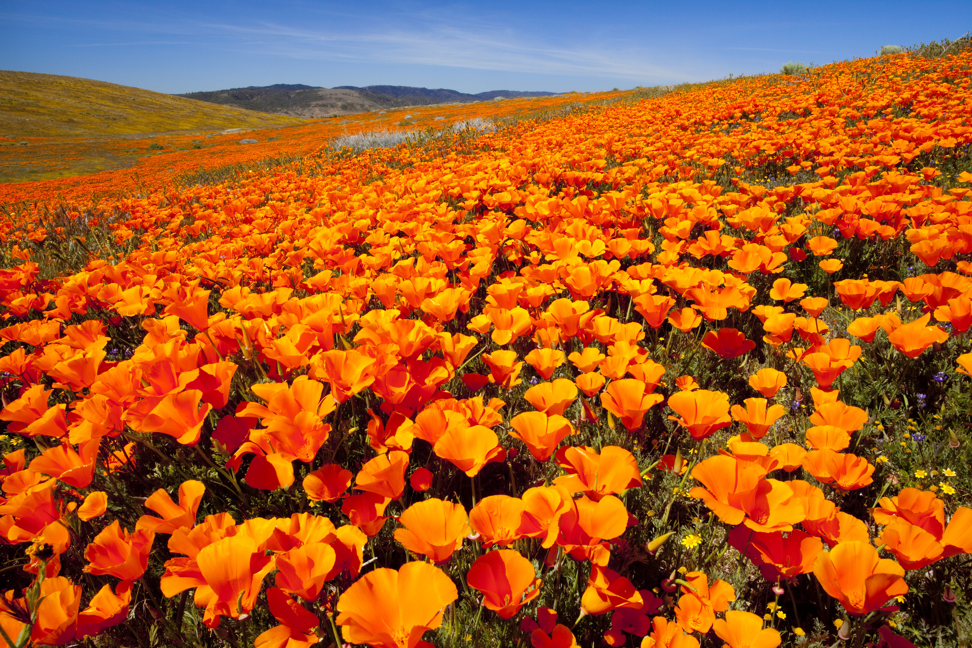 Orange Poppy Wallpapers