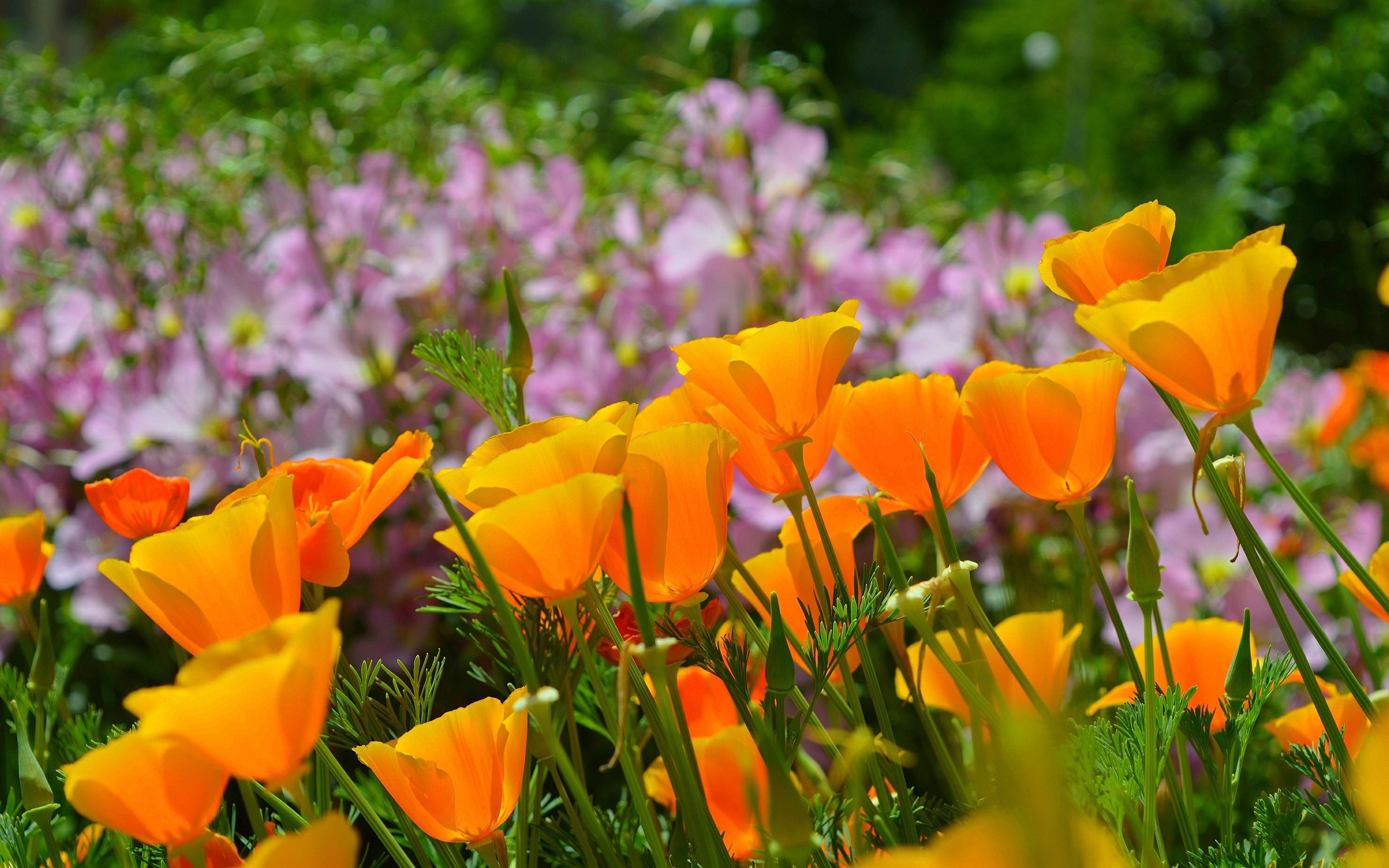 Orange Poppy Wallpapers