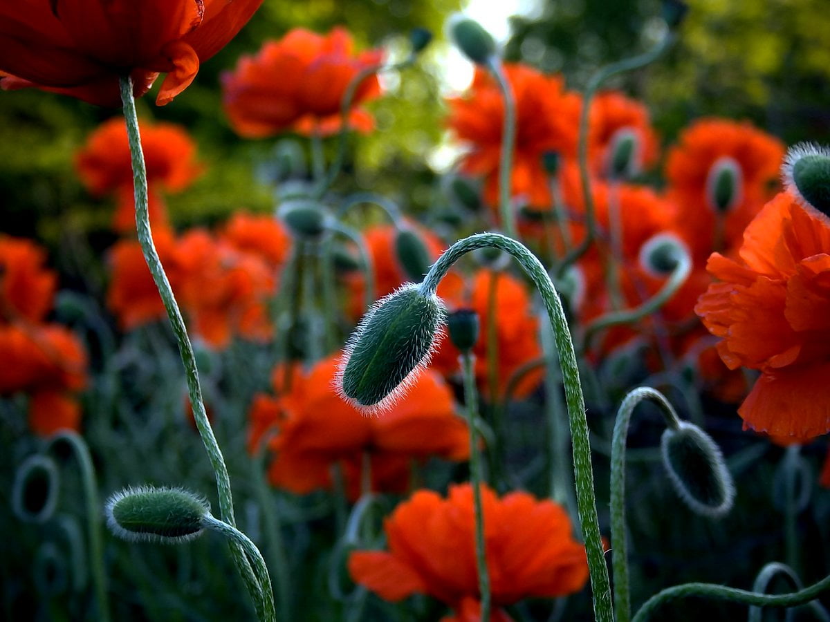 Orange Poppy Wallpapers