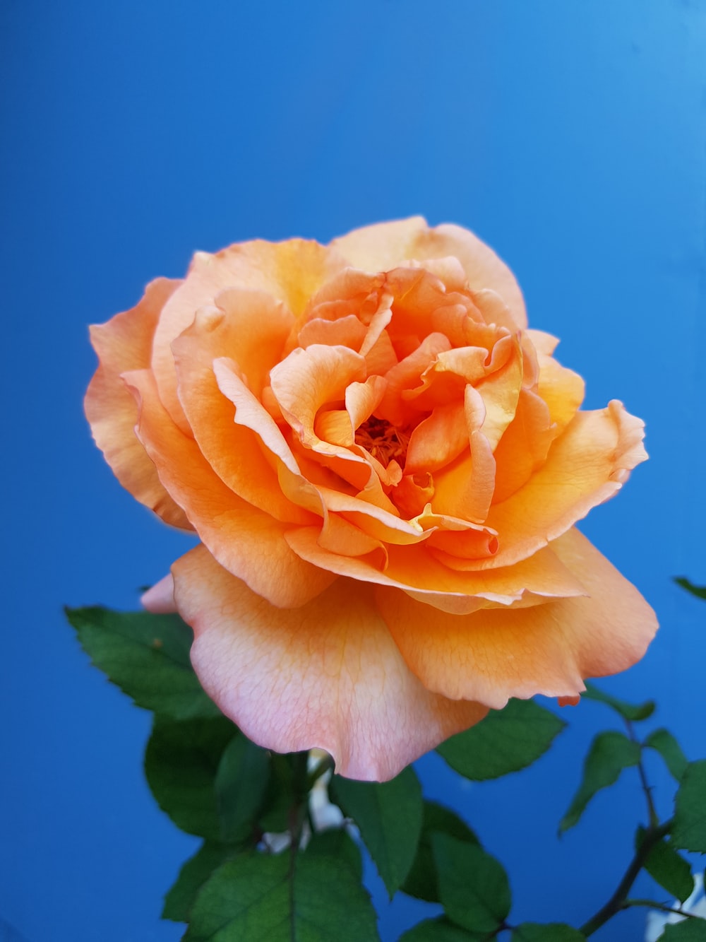 Orange Rose Iphone Wallpapers