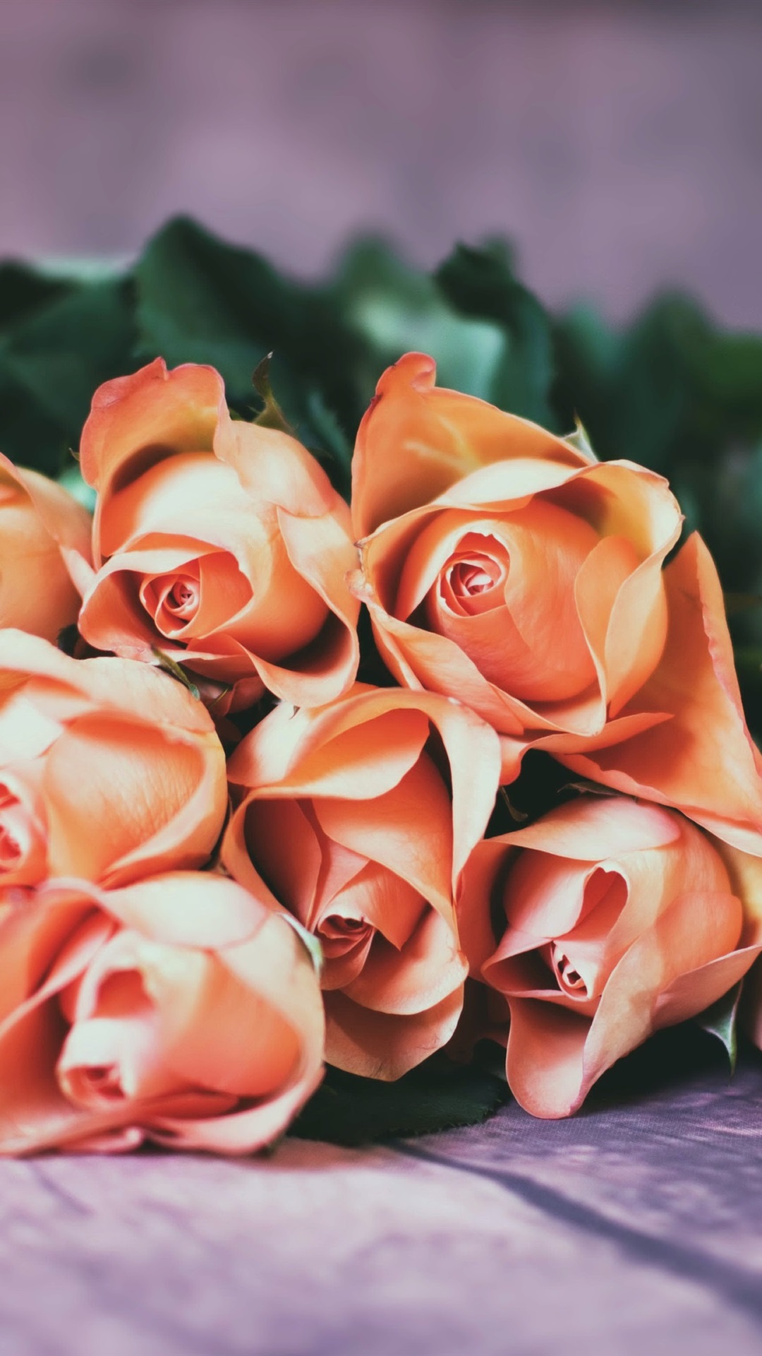 Orange Rose Iphone Wallpapers