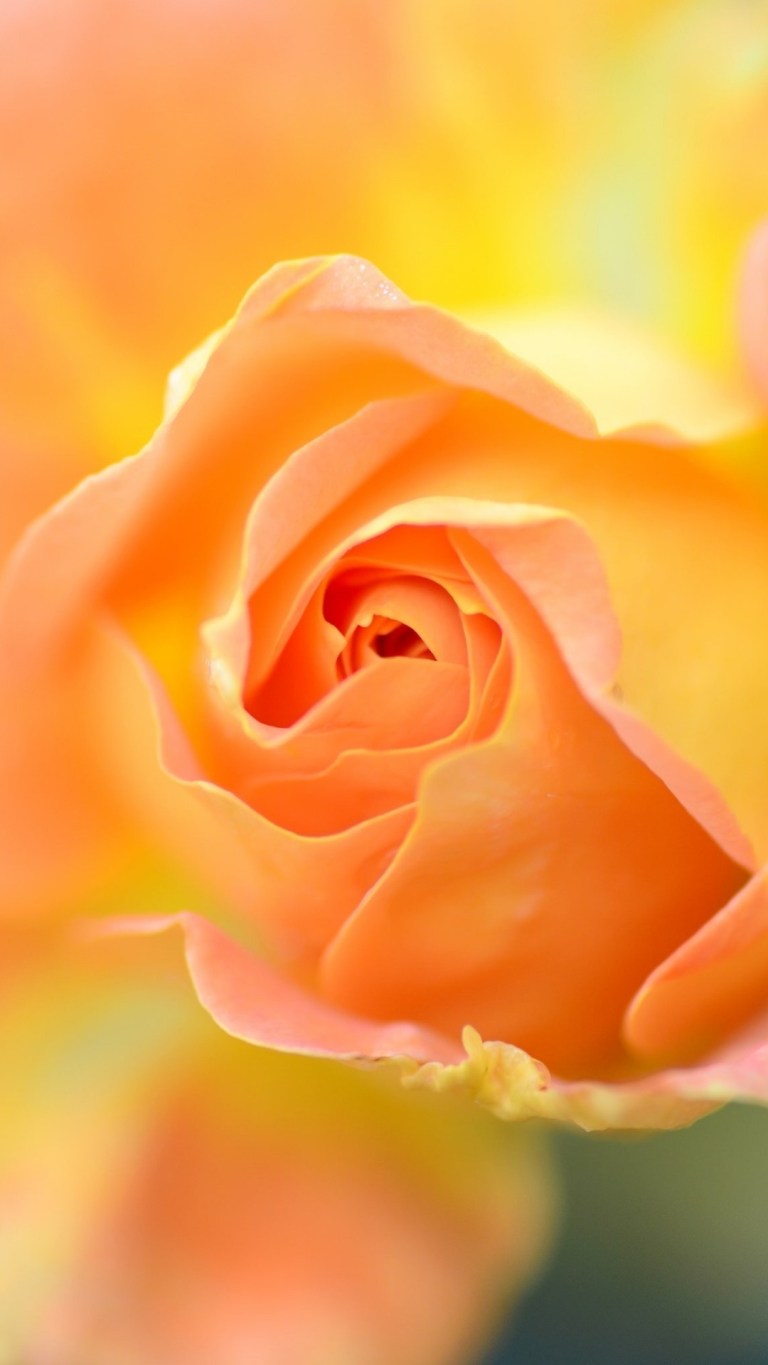 Orange Rose Iphone Wallpapers